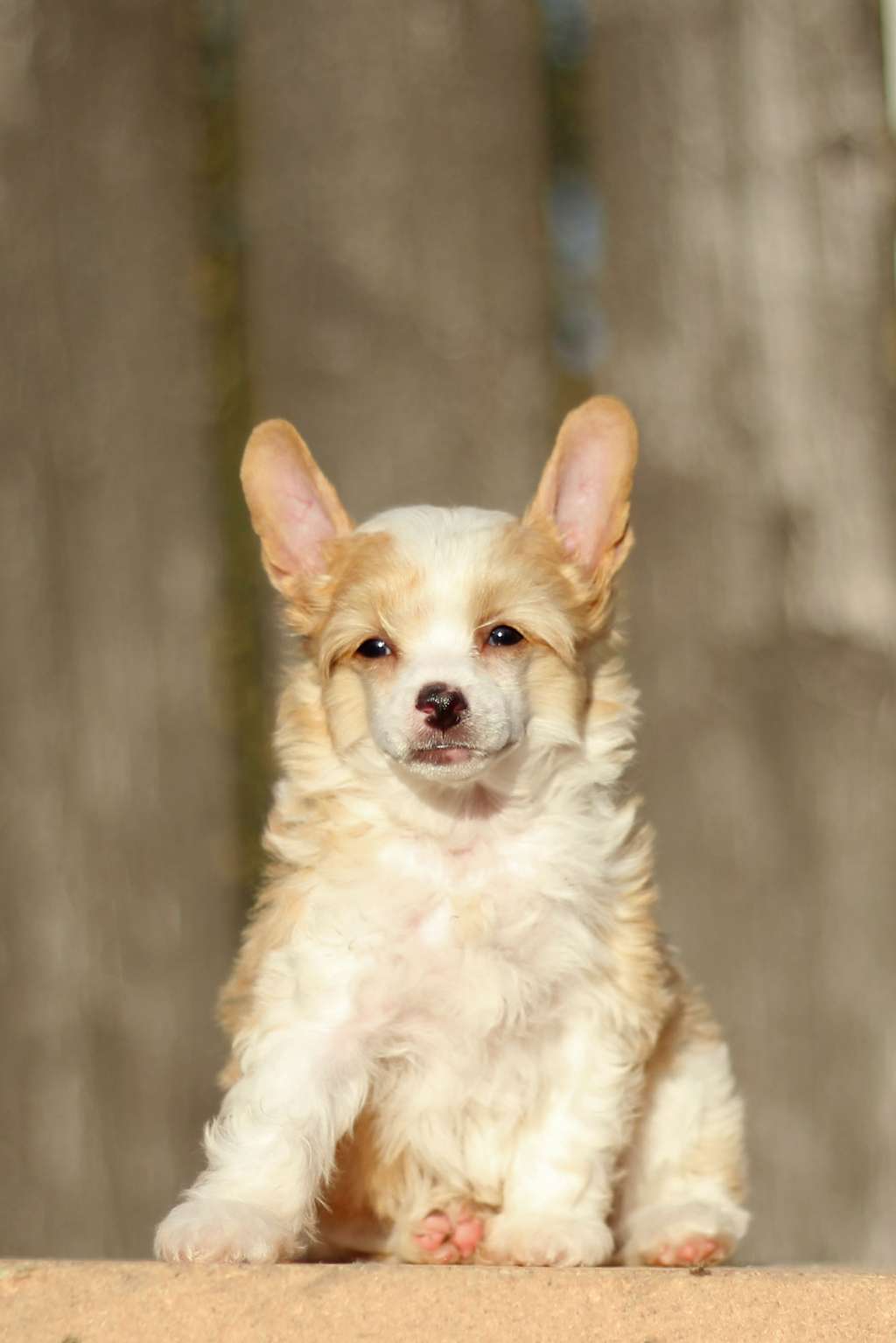 Flying Cresteds Amici per la Pelle