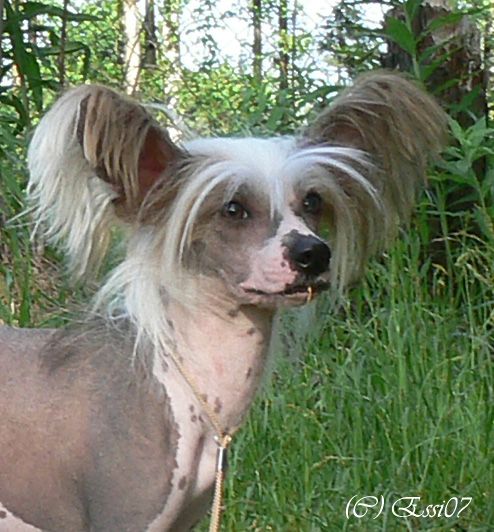 Stormblåstens Mega Therion