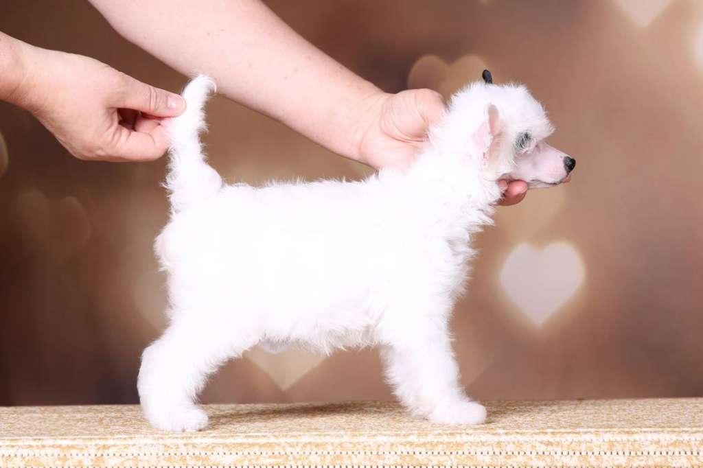 Incanto Del Mondo Intriga