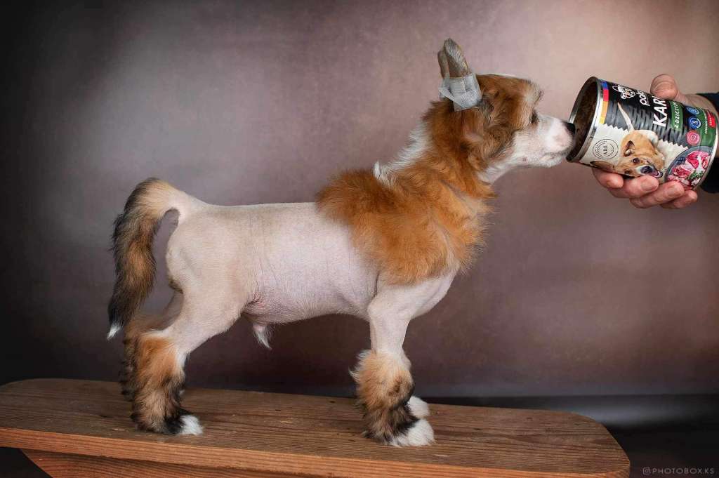 Leader Dneprovskoye Solntse