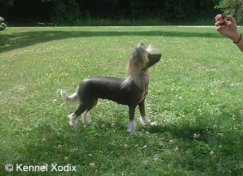 Xodix Azira of Braveheart