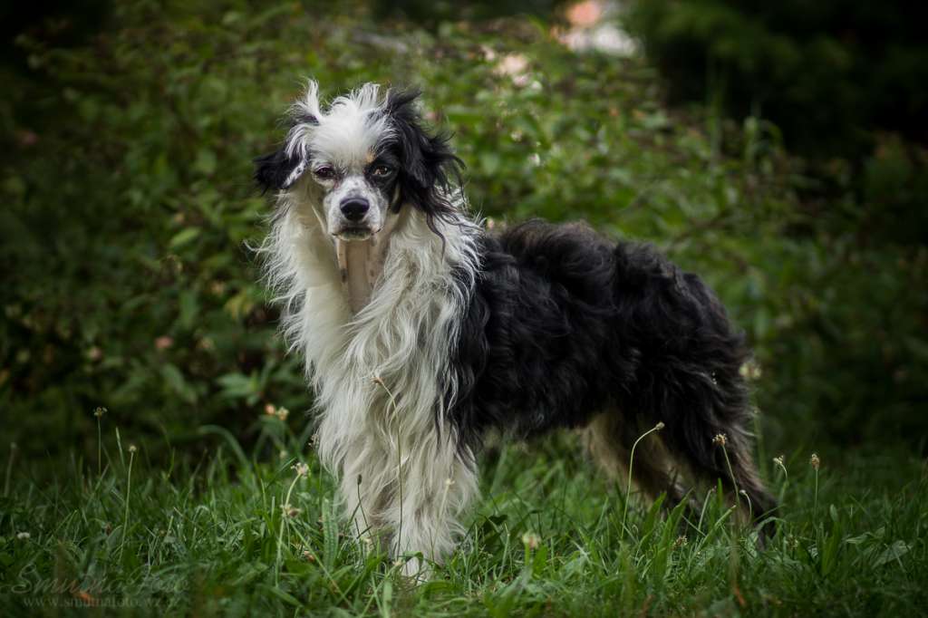 Byssoid Treasure Chlupatý Poklad