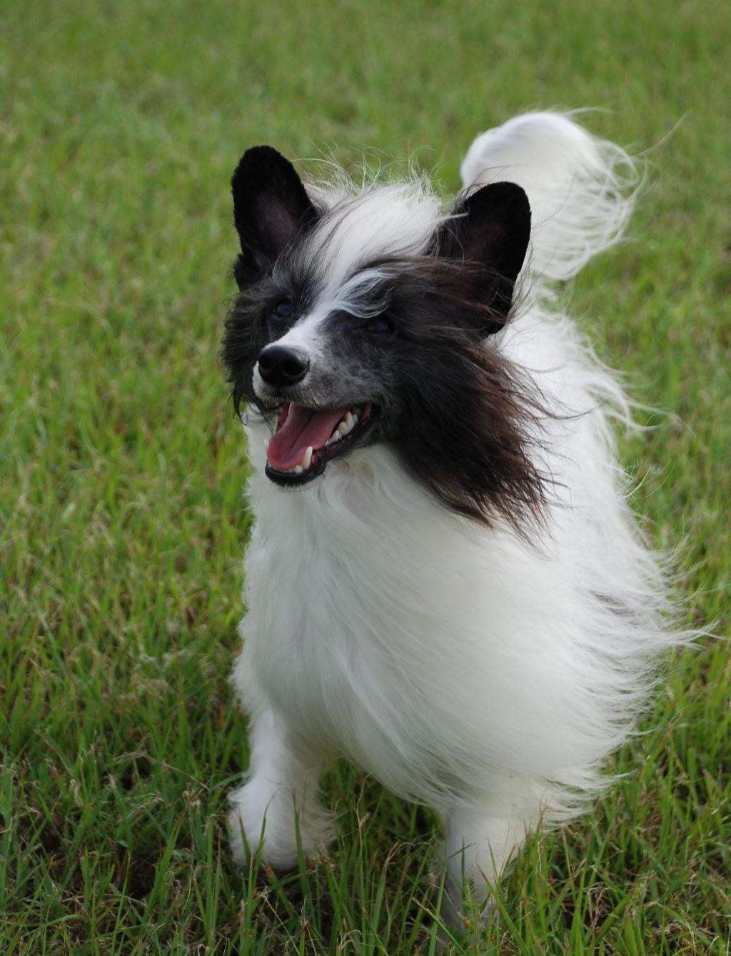 Olivera's Harley Quinn Mascarade PP