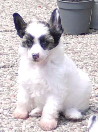 Thiswa Little Charmings