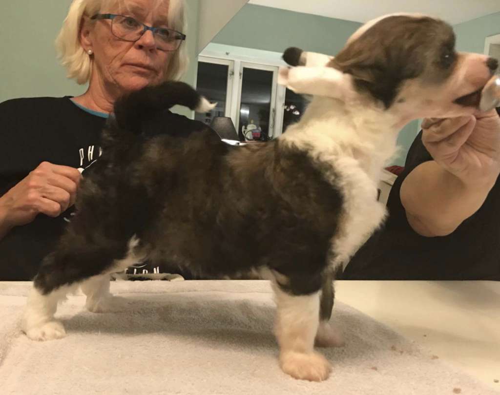 Crest'd Label Swept Away