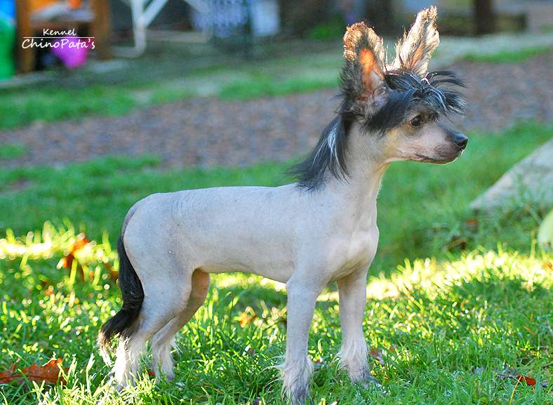 ChinoPata's Guilty As Hell