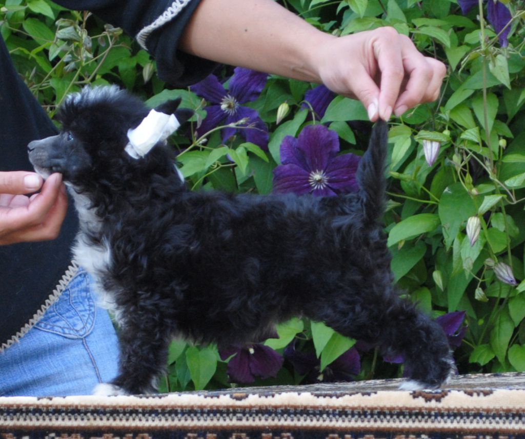 Ode to love Dom Risorto