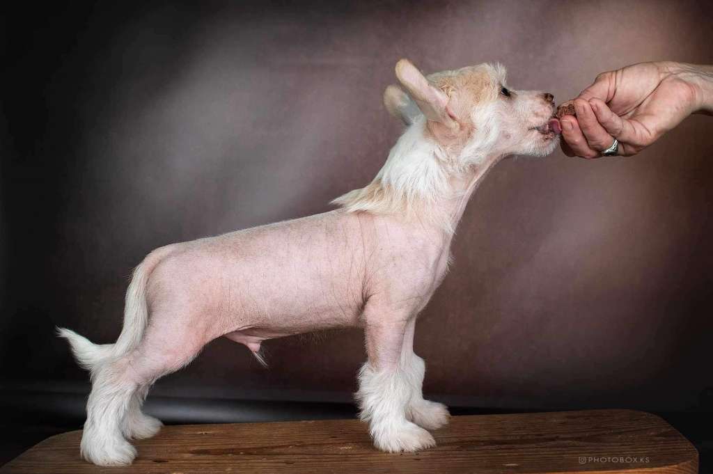 Prometheus Dneprovskoye Solntse