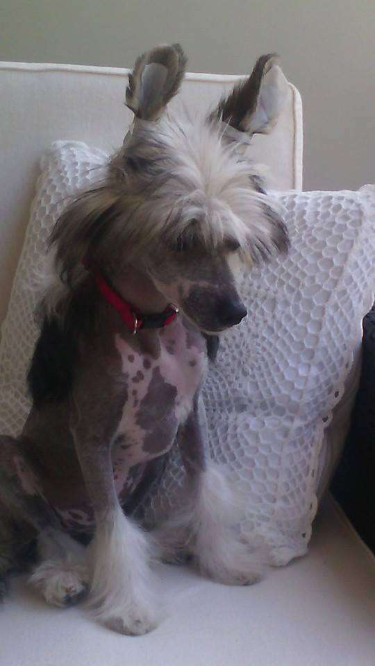 Liwia Exotic World FCI