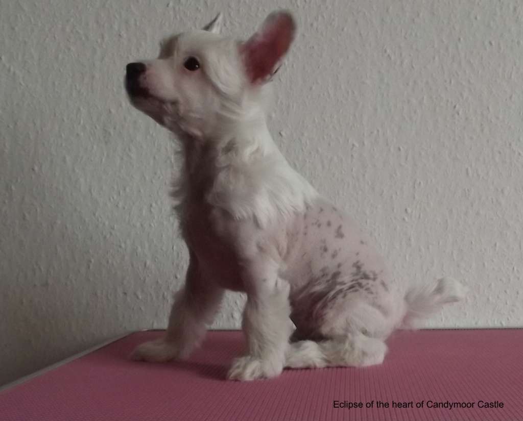 Eclipse of the Heart of Candymoor Castle