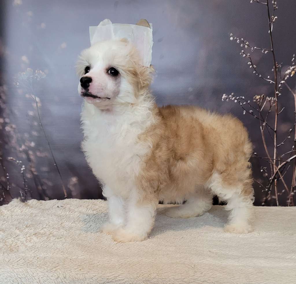 Apriori Vip Wild Aster