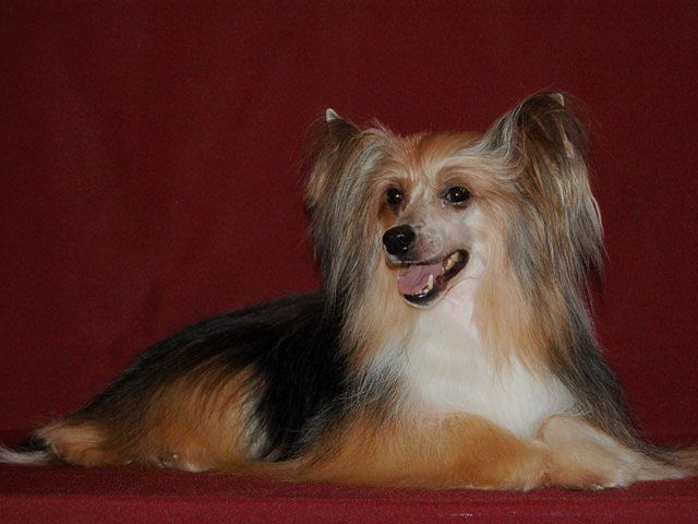 Vivat Sanraiz Zandir