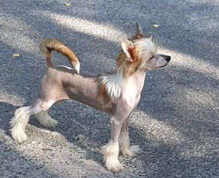 Magic of Success Diana