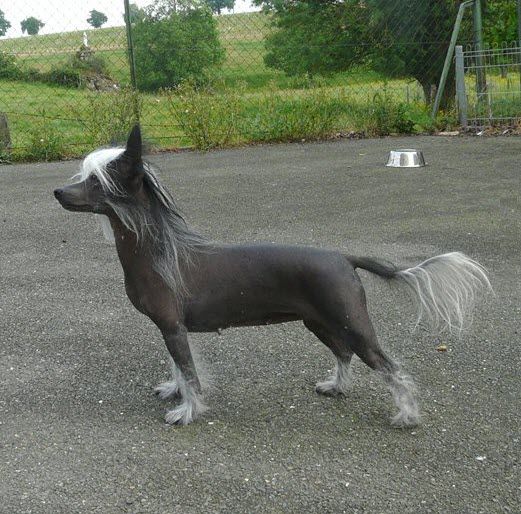 Hollywood Little Star