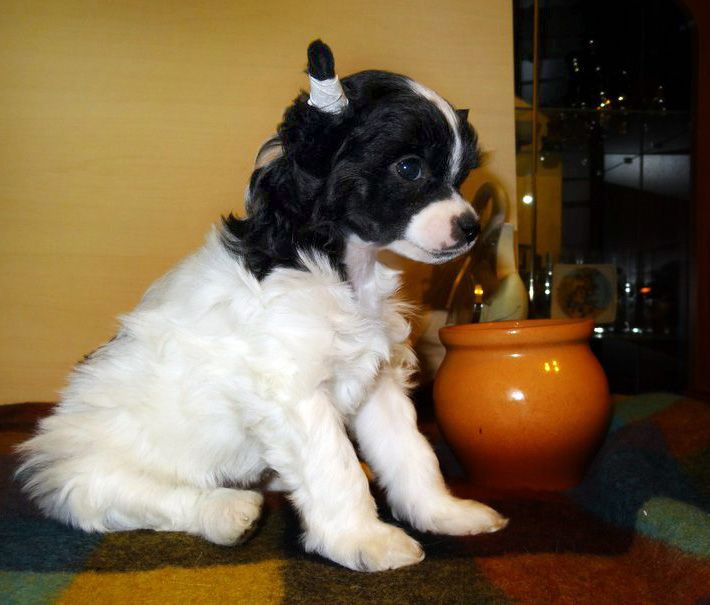 Futureline Felicie J