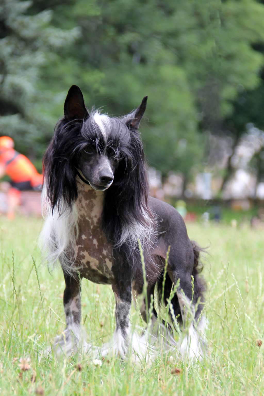 Effy Zaczarowany Flet