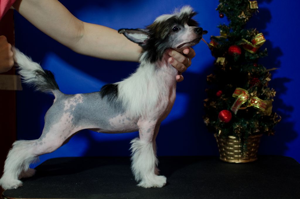 Anna Sky Kennel Cherruti Super Girl