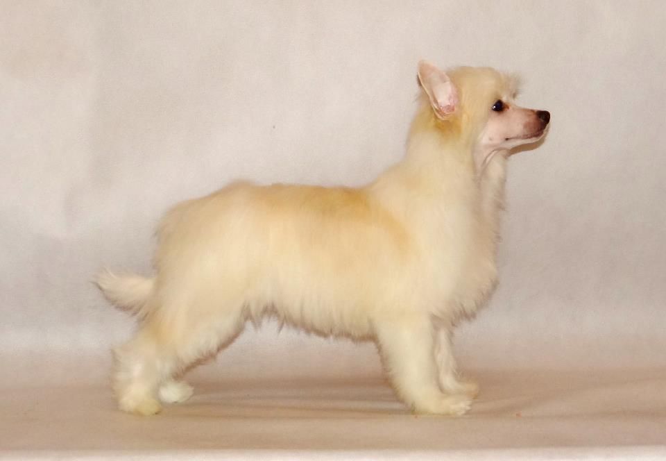 Just My Luck   Sasima(fci)