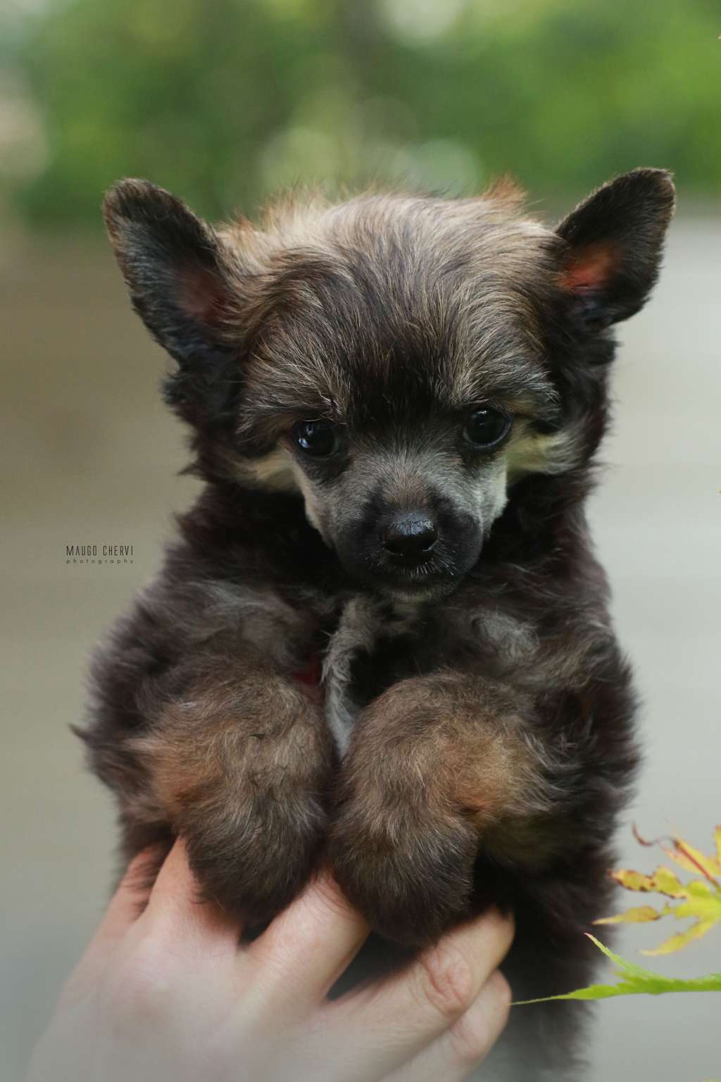 Nicole Insolite Familier