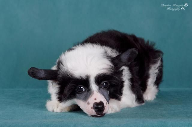 Fiery Fame Dreams Teddy Bear