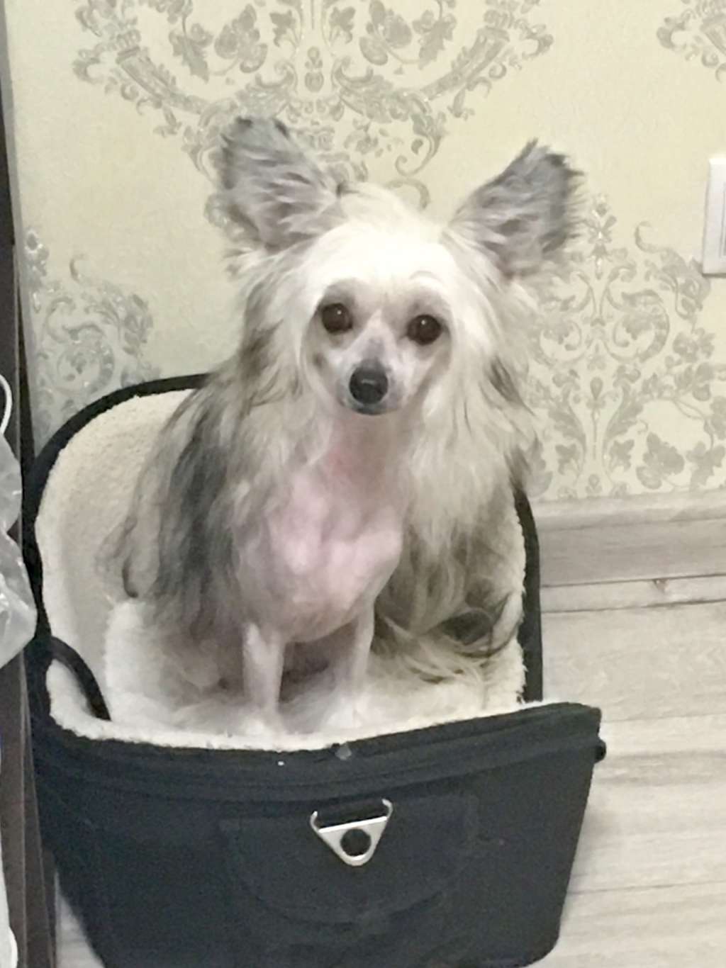 Pride of the night Bonita