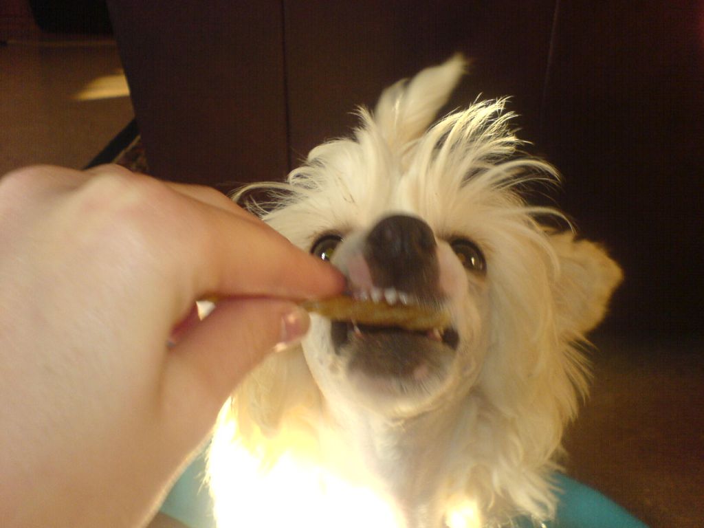 Tournais Cayenne pepper