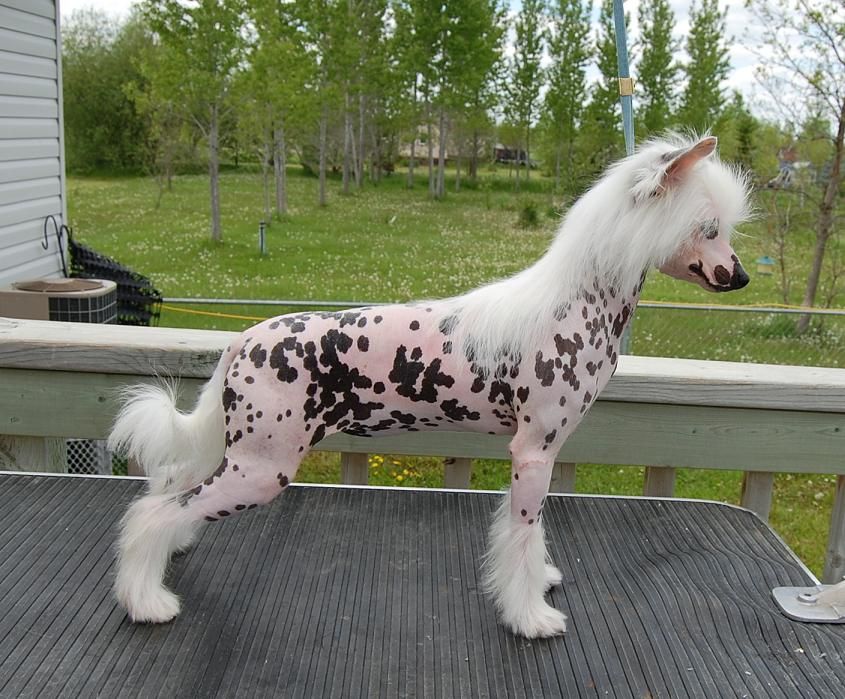 Crestyle One Of A Kind HL