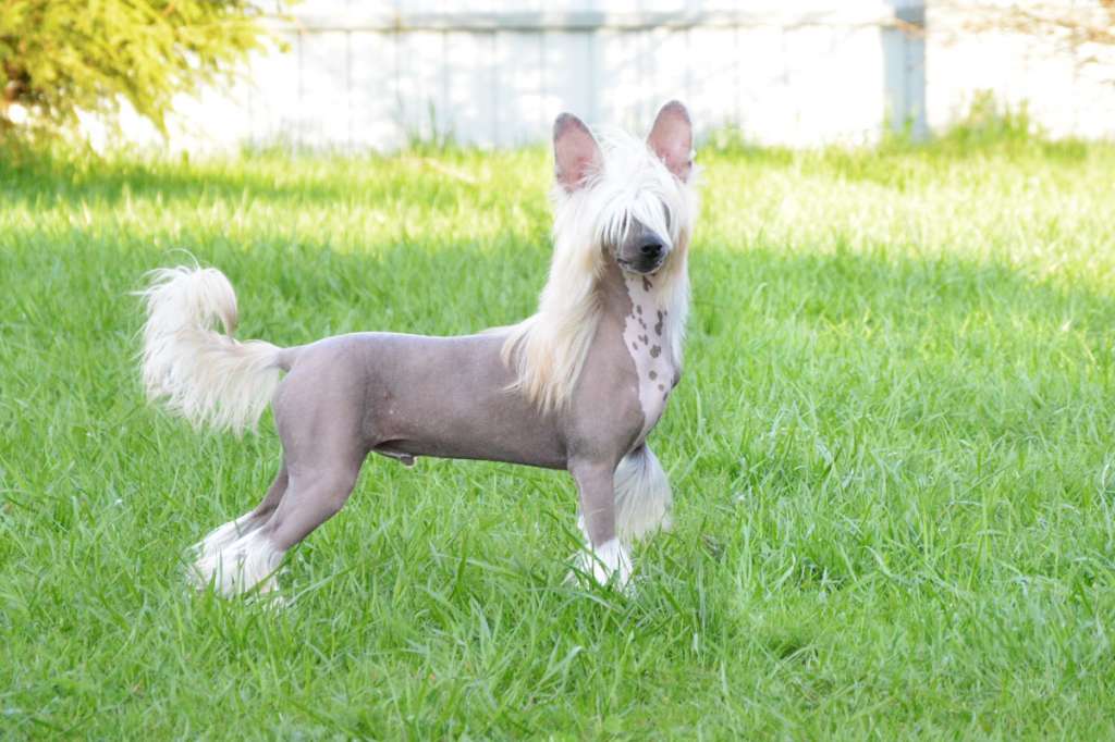 Marydance Dauphin Danika Star