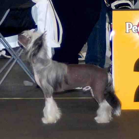 Cacharel von Shinbashi