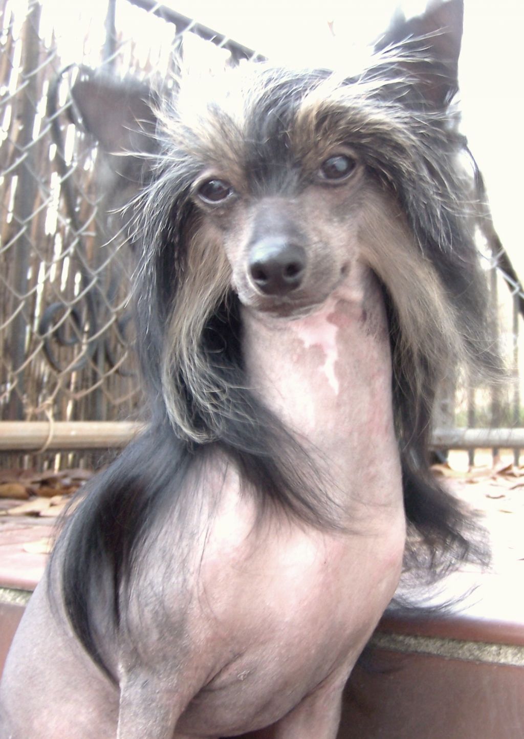 A'Eden Brookhaven Babe