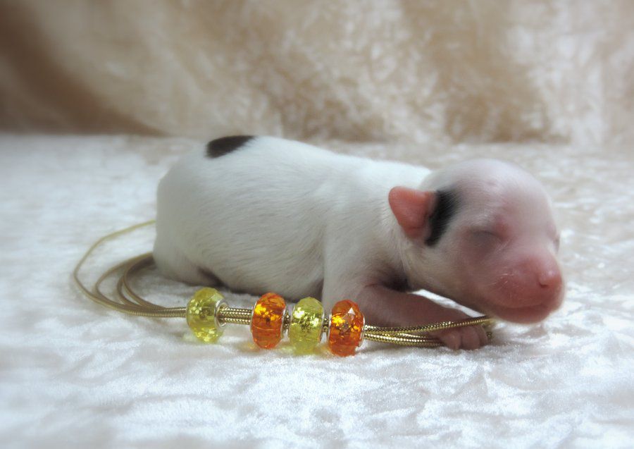 Jasper Cotton Eye Candy du Coeur des Ténèbres