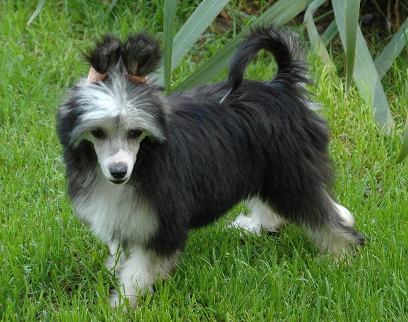 Gigi Amore Little Champs