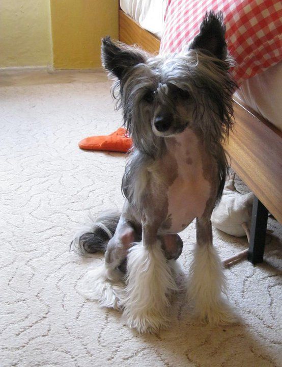 All Pacino Soncco Cua