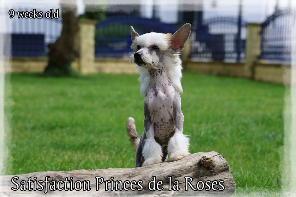 Satisfaction Princes de la Roses