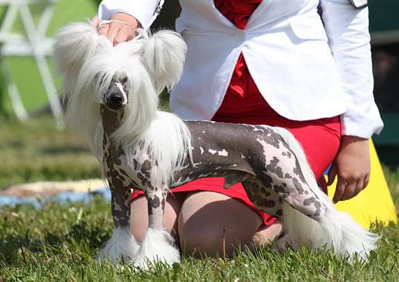 Olegro Katrin Nezhny Angel