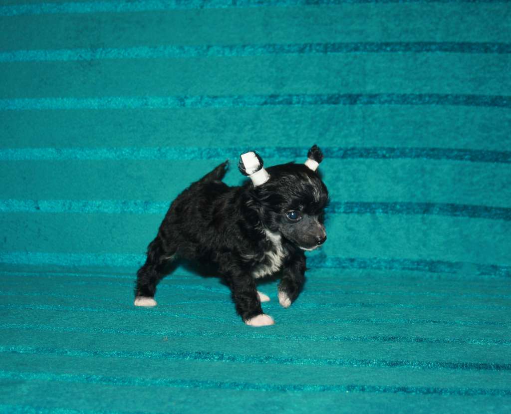 Charuyuschiy Soblazn Liola