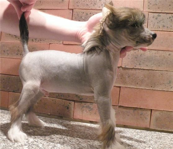 Dream Come True Du Coeur Des Tenebres