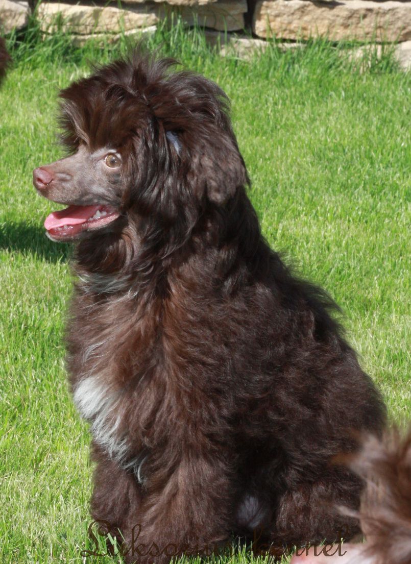 Luksorius Justin My Joy