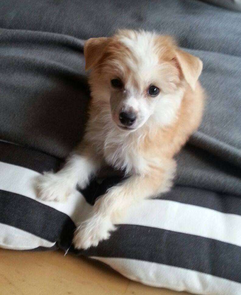 Indiana Jones King of Diamonds