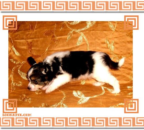 Lux Star Vesta Well Life