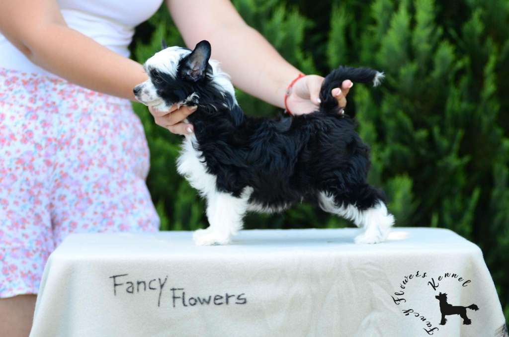 Fancy Flowers All Around Alaska