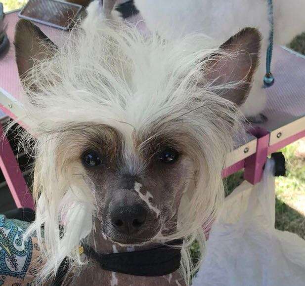 Habanero's Crest Gucci Guilty