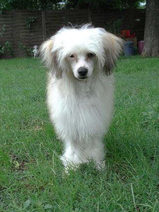 My Longtime Companion Emmett