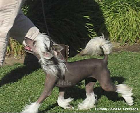 Dunwin Black Hole Sun