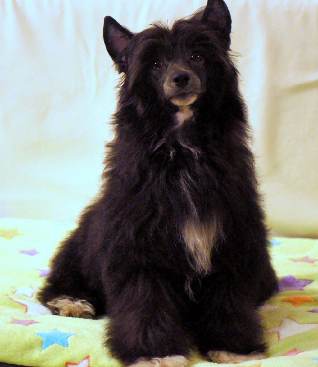 Grazia King of Diamonds