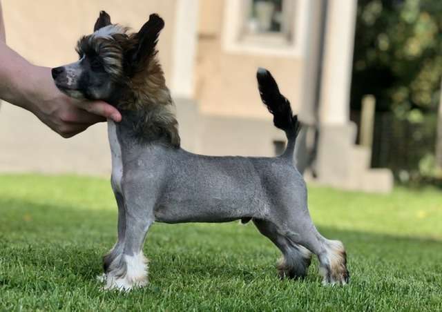 Speechless Kash Is King