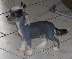 oolligan dazzling du coeur des ténébres