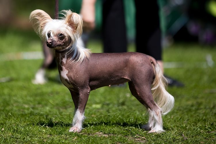 Scherzando Tempestuous