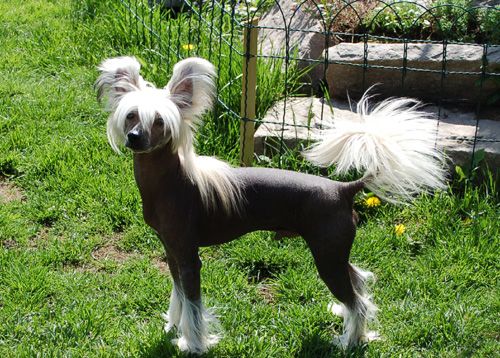 De La Mahafu's Esprit Fancyfull