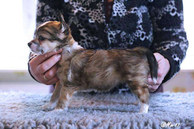 Windy Willo's Valentine's Day Sweetheart